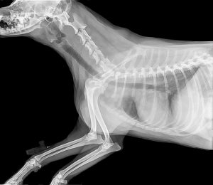 Diagnostico por imagen