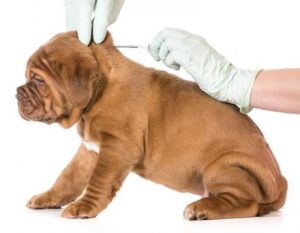Vacunación y microchips